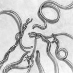 croquis11